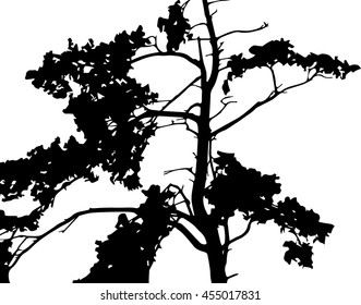 Silhouette of pine tree branches .