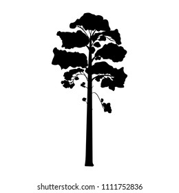 Silhouette pine tree coniferous flora icon