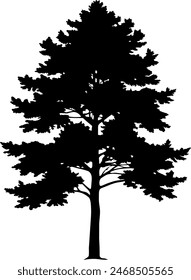 silhouette of a pine tree Douglas spruce
