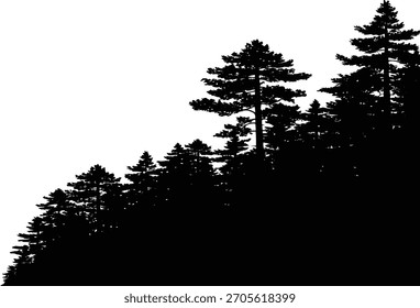 Silhouette of a pine tree forest on a hillside