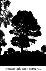 Silhouette of pine tree on white background vector illustration