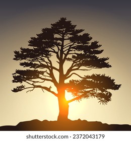 Silhouette of a pine tree at sunset. Vector illustration.
