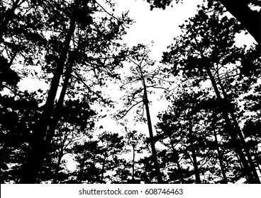 silhouette pine trees vector illustration, forest wallpaper background