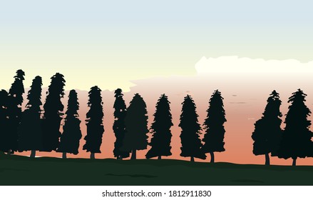 silhouette pine trees viewed in the dusk