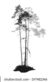 Tall Tree Silhouette High Res Stock Images Shutterstock