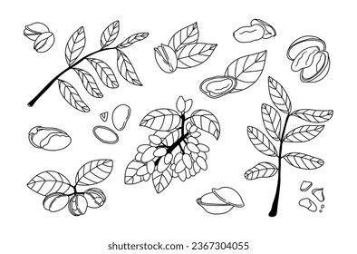 Juego de pistachos de silueta. Estilo de esbozo de dibujo manual de ilustración de vector. Ingrediente alimenticio saludable para la dieta vegetariana. Colección botánica de nuez, cáscara, hojas, cáscara, ramas, semilla. Tentempiés gourmet