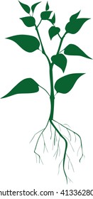silhouette of plant