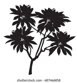 Silhouette of a plant of plumeria (Plumeria), black-and-white vector image