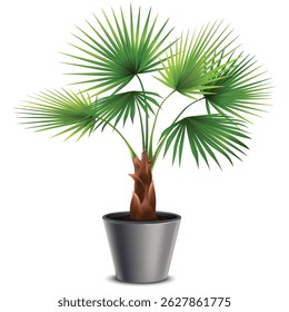 silhouette of plants , silhouette plants
