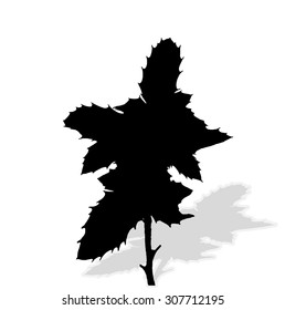 Silhouette of Plants. Vector Ilustration. EPS10