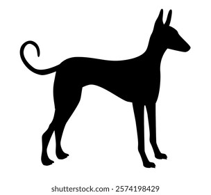 Silhouette of Podenco Ibizan Hound Standing Gracefully