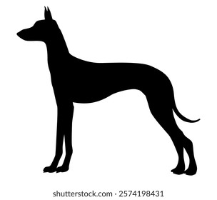 Silhouette of Podenco Ibizan Hound Standing Gracefully