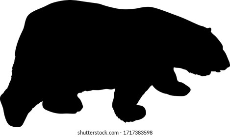 Silhouette polar bear on a white background