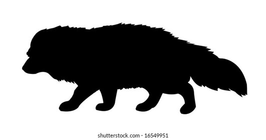 silhouette polar fox on white background