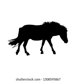 Silhouette of a pony. Close-up. Pony grazing in the meadow. Pony with a developing tail. Isolated vector illustration. Black drawing on white background.