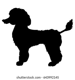 silhouette of poodle
