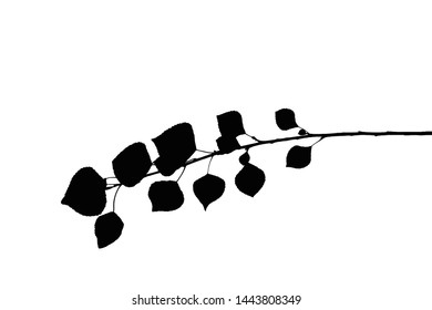 Silhouette of poplar twig isolated on white vector illustration
