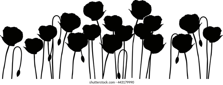 Silhouette of poppies