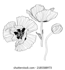 Silhouette of poppy flower. Abstract black white line poppy on white background.