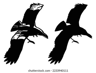 silhouette of predator crow flying with open wing top view vector illustration. raven flying top view