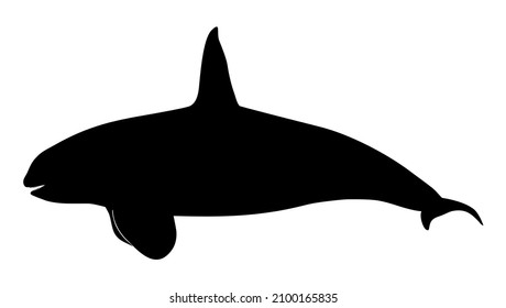 silhouette of a predatory aquatic mammal-vector illustration of a killer whale