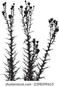 silhouette of a prickly plant (burdock)