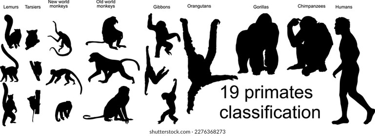 silhouette of primates classification set icon