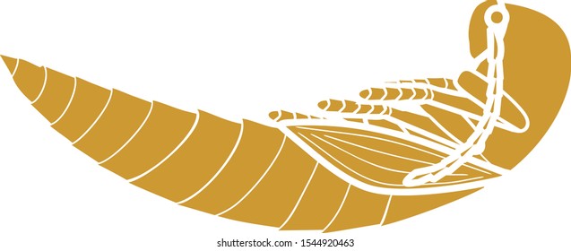 Silhouette of pupa of Click beetle isolated on white background