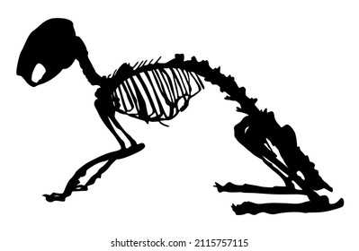 silhouette of a rabbit skeleton vector illustration