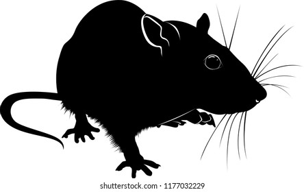 silhouette of rat isolated on white background