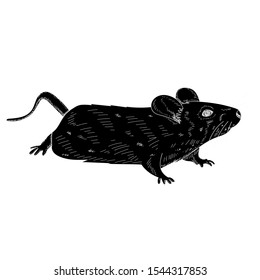  silhouette of a rat, mouse