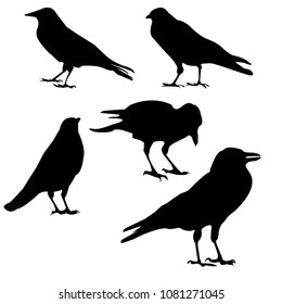 Silhouette of a raven close-up. A collection of crows in different positions Vector isolated illustration. Black color, transparent background.