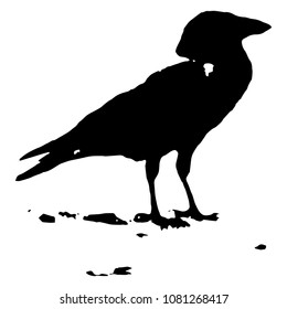 Silhouette of a raven close-up. Vector isolated illustration. Black color, transparent background.