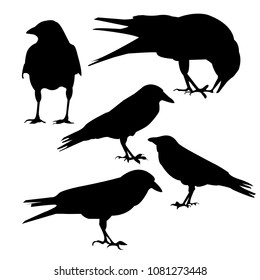 Silhouette of a raven. A collection of images of crows. A collection of crows in different positions Vector isolated illustration. Black color, transparent background.