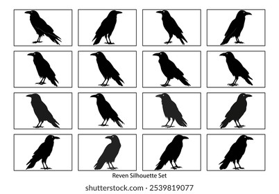 Silhouette of Raven flying on white background, Crow raven bird illustration