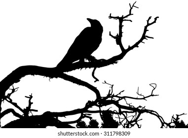 A silhouette of a raven sitting on a tree. Vector illustration.