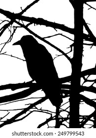 Silhouette of a raven in a tree