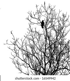 silhouette ravens on tree isolated on white background