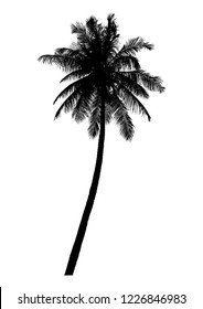 silhouette of realistic coconut tree, natural palm illustration, vector summer sign