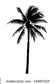 Silhouette Realistic Coconut Tree Natural Palm Stock Vector (Royalty ...