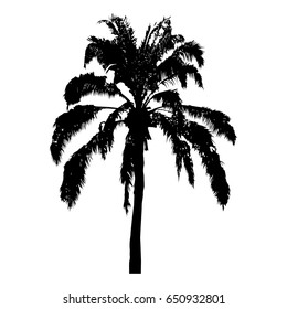 silhouette of realistic coconut tree, palm tree illustration, vector summer sign