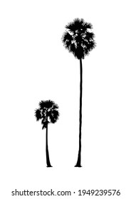 silhouette of realistic sugar palm tree, natural plant illustration, vector summer sign