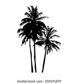 silhouette of realistic three coconut trees, palm trees illustration, vector summer sign
