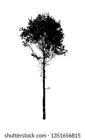 silhouette of realistic trees