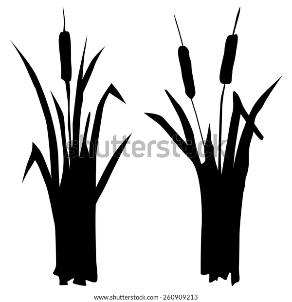 Silhouette Reed Stock Vector (Royalty Free) 260909213 | Shutterstock