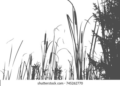 Silhouette of Reed Bush. Vector Illustration