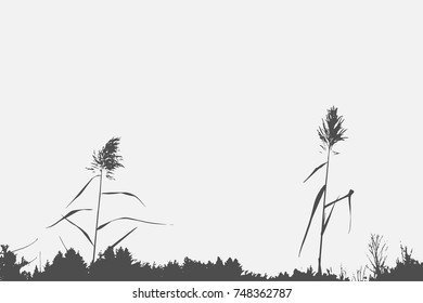 Silhouette of Reed Bush. Vector Illustration