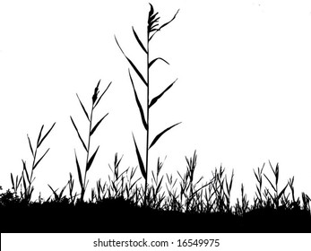 silhouette of the reed isolated on white background