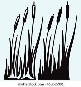 Silhouette reed isolated on white background