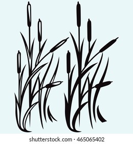 Silhouette reed isolated on white background